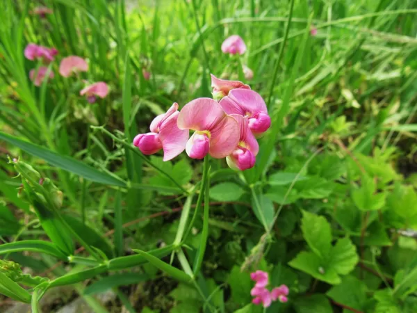 Meža dedestiņa Lathyrus sylvestris