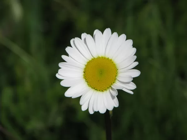 Parastā pīpene (margrietiņa) Leucanthemum vulgare