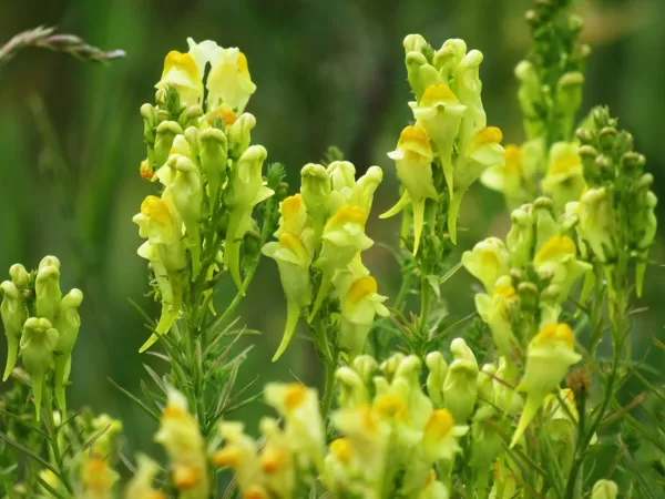 Parastā vīrcele Linaria vulgaris