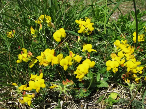 Ragainais vanagnadziņš Lotus corniculatus