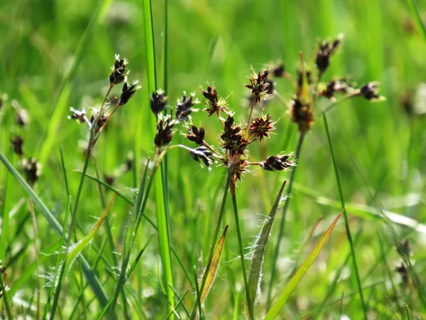 Lauka zemzālīte Luzula campestris