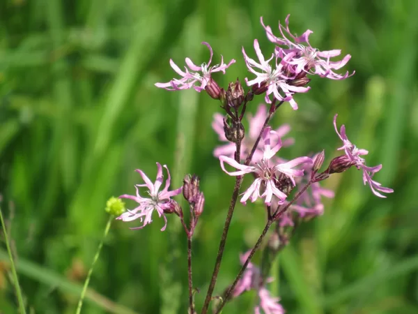 Pļavas spulgnaglene Lychnis flos-cuculi