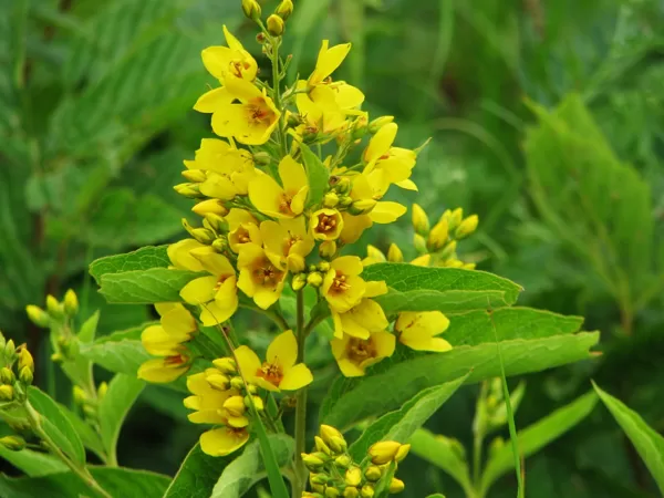 Parastā zeltene Lysimachia vulgaris