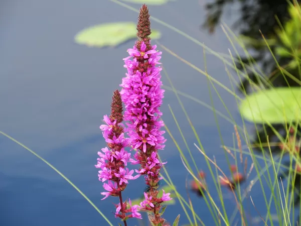 Vītolu vējmietiņš Lythrum salicaria