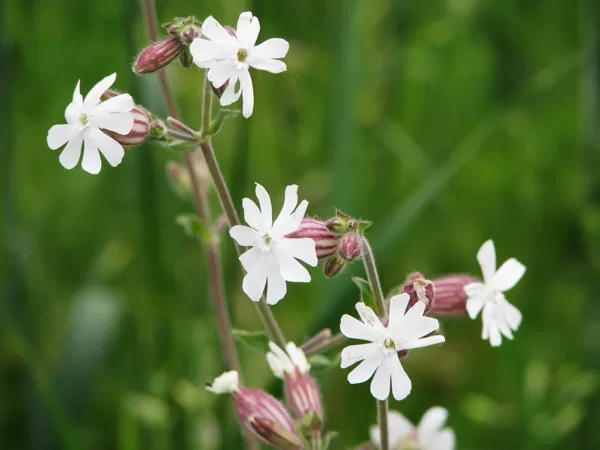 Baltā spulgotne Melandrium album