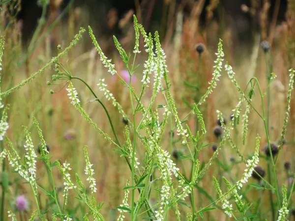 Baltais amoliņš Melilotus albus