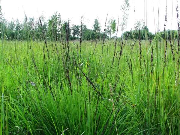 Zilganā molīnija Molinia caerulea