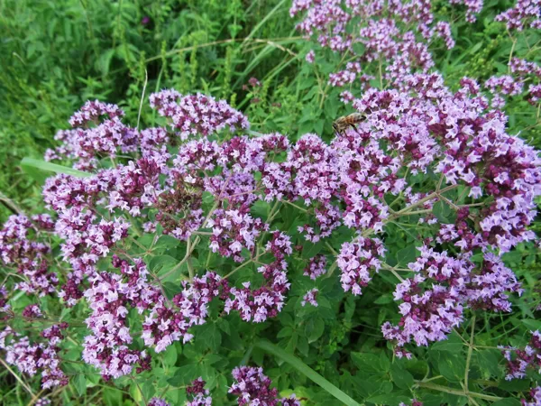 Parastā raudene Origanum vulgare