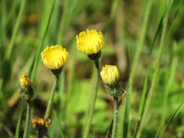Mazā pamauraga Pilosella officinarum