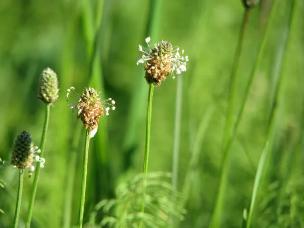 Šaurlapu ceļteka Plantago lanceolata