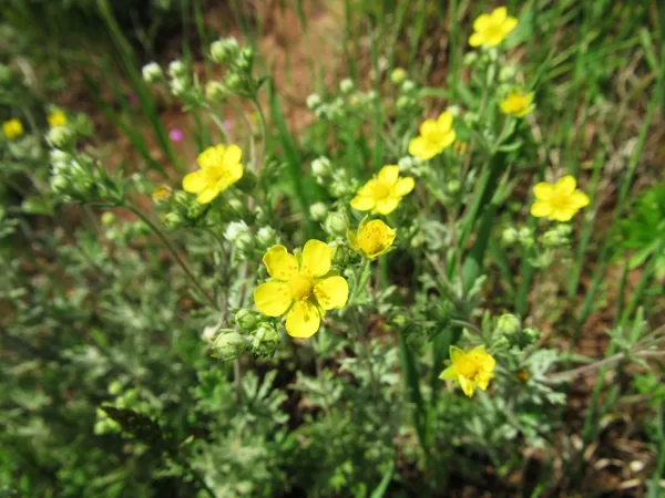Sudraba retējs Potentilla argentea