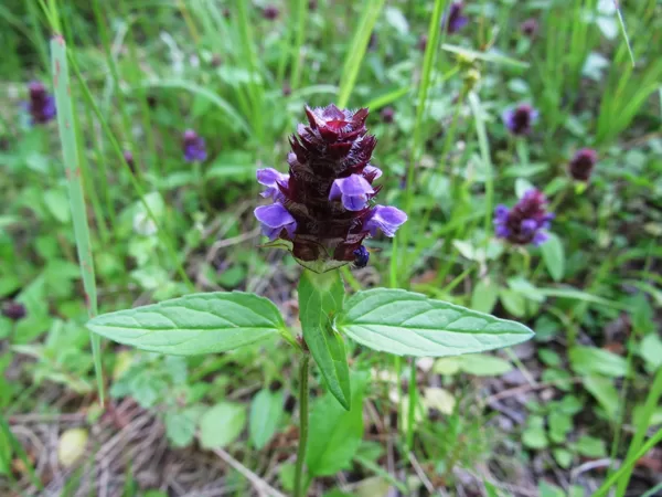 Parastā brūngalvīte Prunella vulgaris