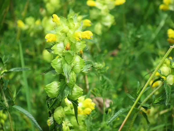 Lielais zvagulis Rhinathus serotina