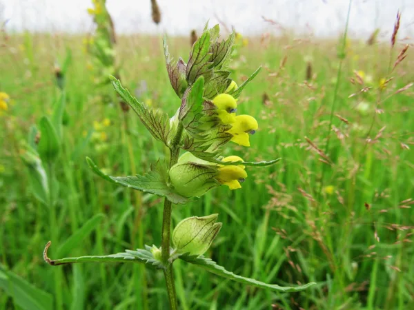Mazais zvagulis Rhinanthus minor