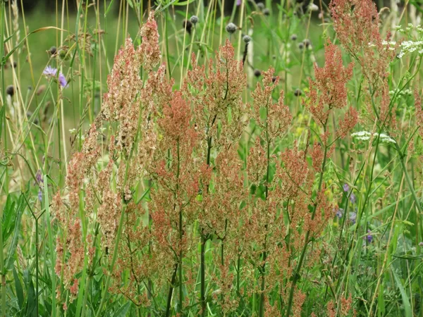 Piramidālā skābene Rumex thyrsiflorus