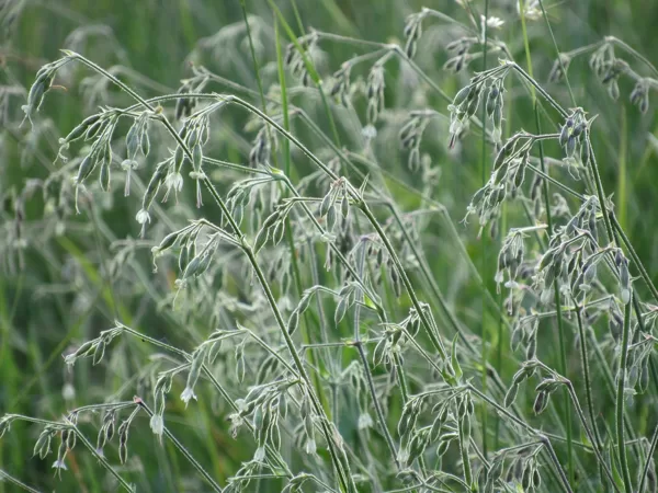 Nokarenā plaukšķene Silene nutans