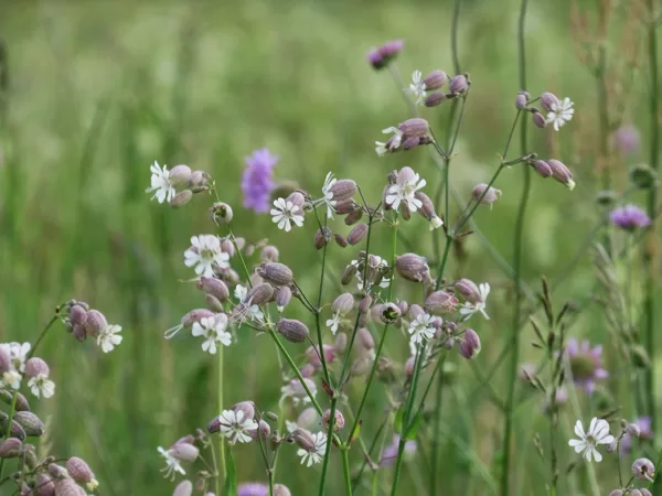 Parastā plaukšķene Silene vulgaris