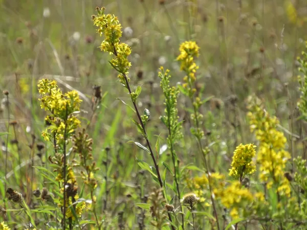 Dzeltenā zeltgalvīte Solidago virgaurea