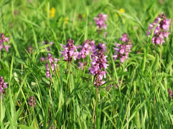 Purva sārmene Stachys palustris