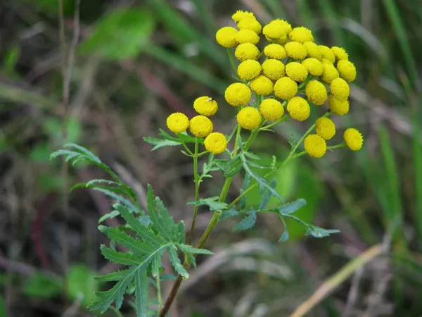 Parastais biškrēsliņš Tanacetum vulgare
