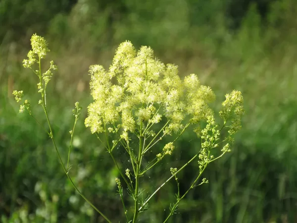 Spožais saulkrēsliņš Thalictrum flavum