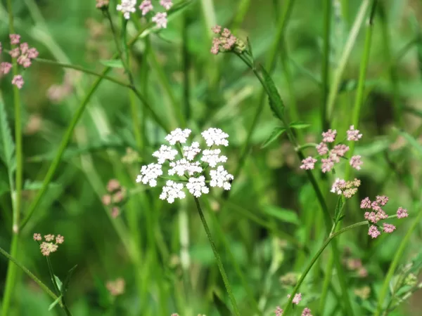 Japānas sārtburkšķis Torilis japonica