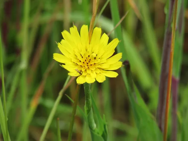 Pļavas plostbārdis Tragopogon pratensis