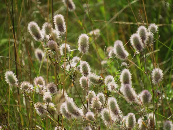Tīruma āboliņš Trifolium arvense