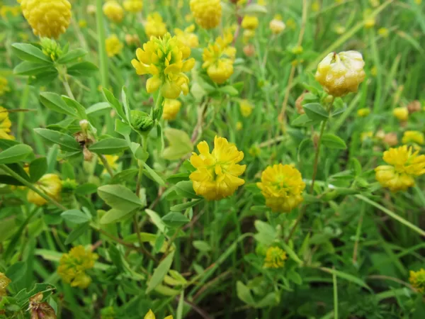 Zeltainais āboliņš Trifolium aureum