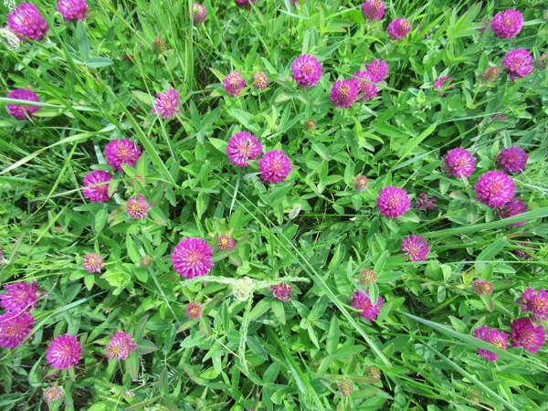 Zirgu āboliņš Trifolium medium