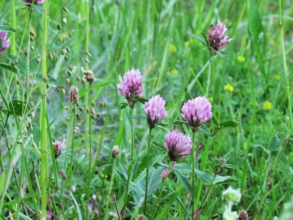 Pļavas āboliņš Trifolium pratense