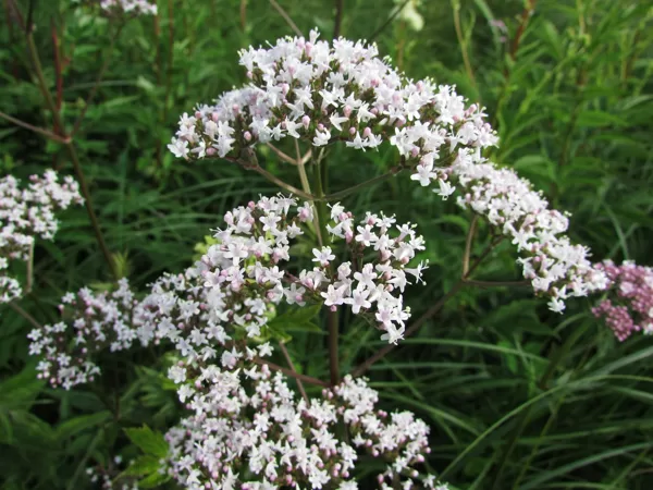 Ārstiecības baldriāns Valeriana officinalis