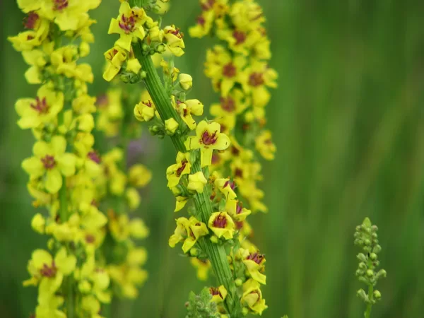 Melnais deviņvīruspēks Verbascum nigrum