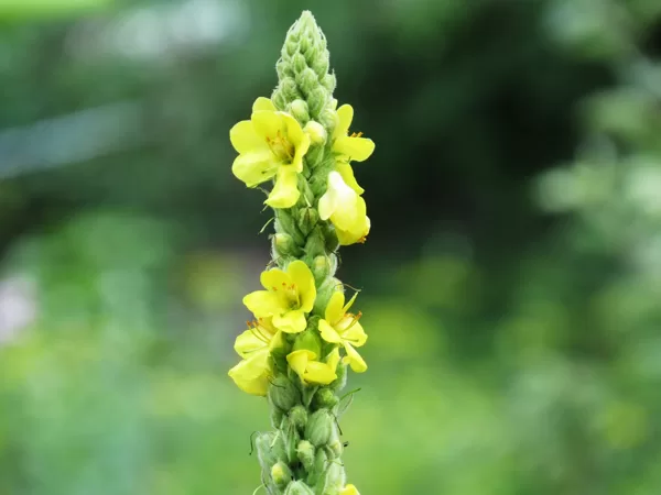 Parastais deviņvīruspēks Verbascum thapsus