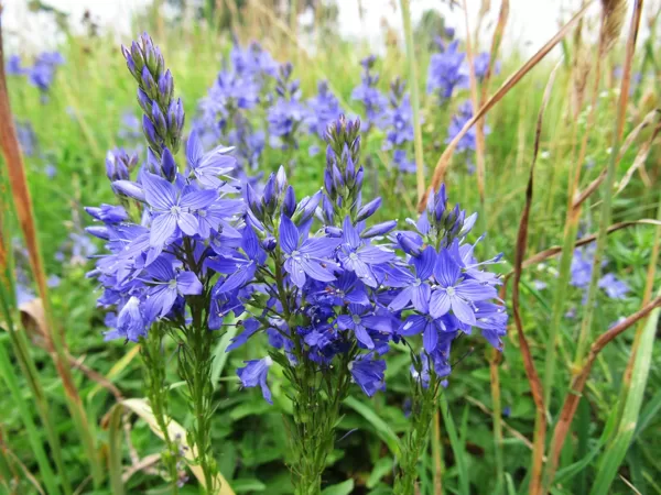 Krasta veronika Veronica teucrium