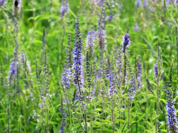 Garlapu veronika Veronica longifolia