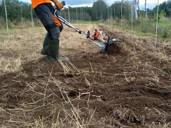 Pēc 3 mēnešiem plēves apsega izskatās apmēram šādi. Pēc tam augsne jāsakultivē.