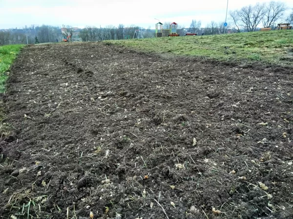 Vieta sagatavota sēšanai, sakultivējot un izlīdzinot velēnu. Pēc sēšanas vēlams pievelt.