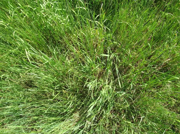 Sēts zālājs ar pļavas timotiņu – vienas sugas audze.