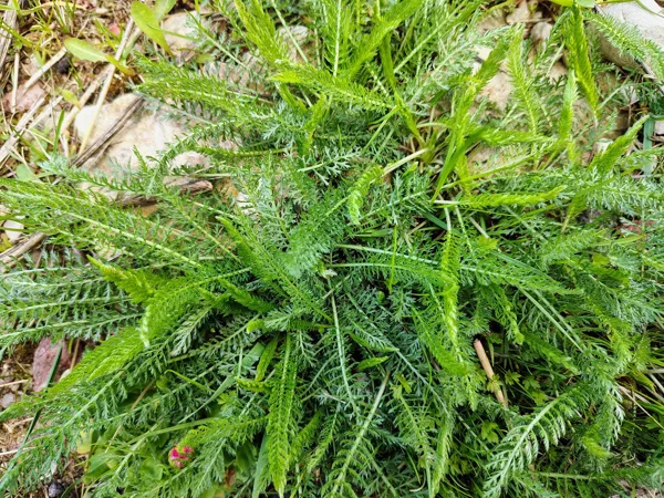Parastais pelašķi Achillea millefolium