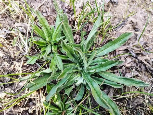 Parastais daglītis Echium vulgare