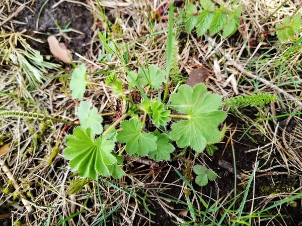 Rasaskrēsliņš Alchemilla sp.