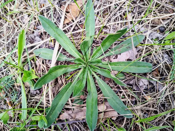 Ārstniecības vēršmēle Anchusa officinalis