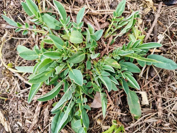 Pērkoņamoliņš Anthyllis sp.