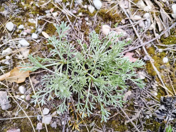 Lauka vībotne Artemisia campestris