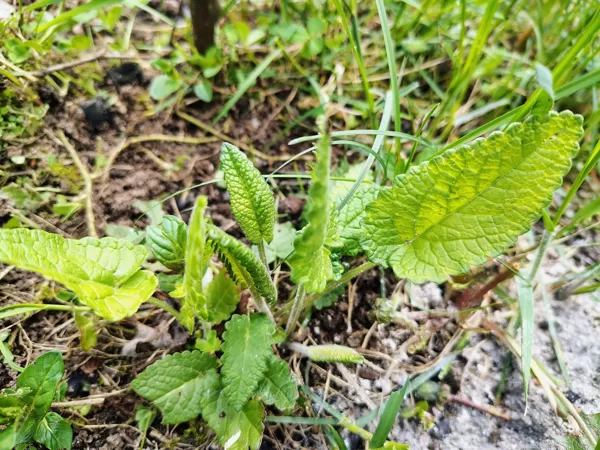Ārstniecības pātaine Betonica officinalis (BVZ indikatorsuga)