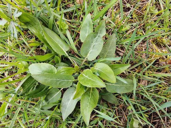 Kamolainā pulkstenīte Campanula glomerata