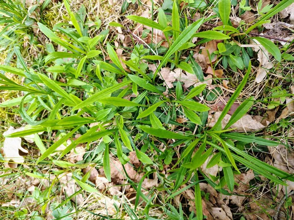 Dižā pulkstenīte Campanula persicifolia