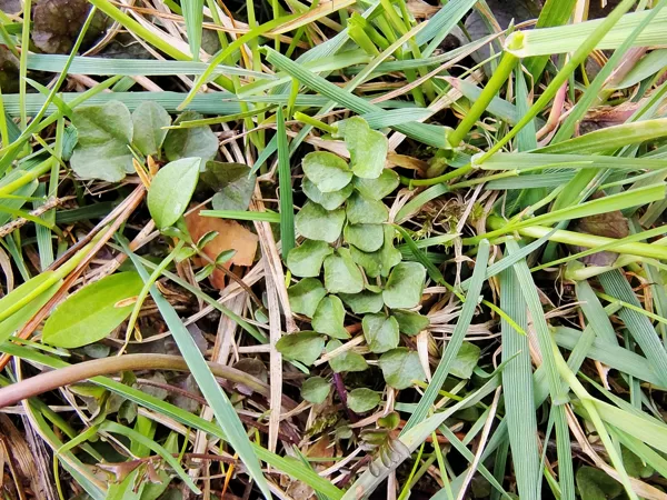Pļavas ķērsa Cardamine pratensis (BVZ indikatorsuga)