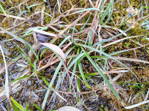 Zilganais grīslis Carex flacca (BVZ indikatorsuga)